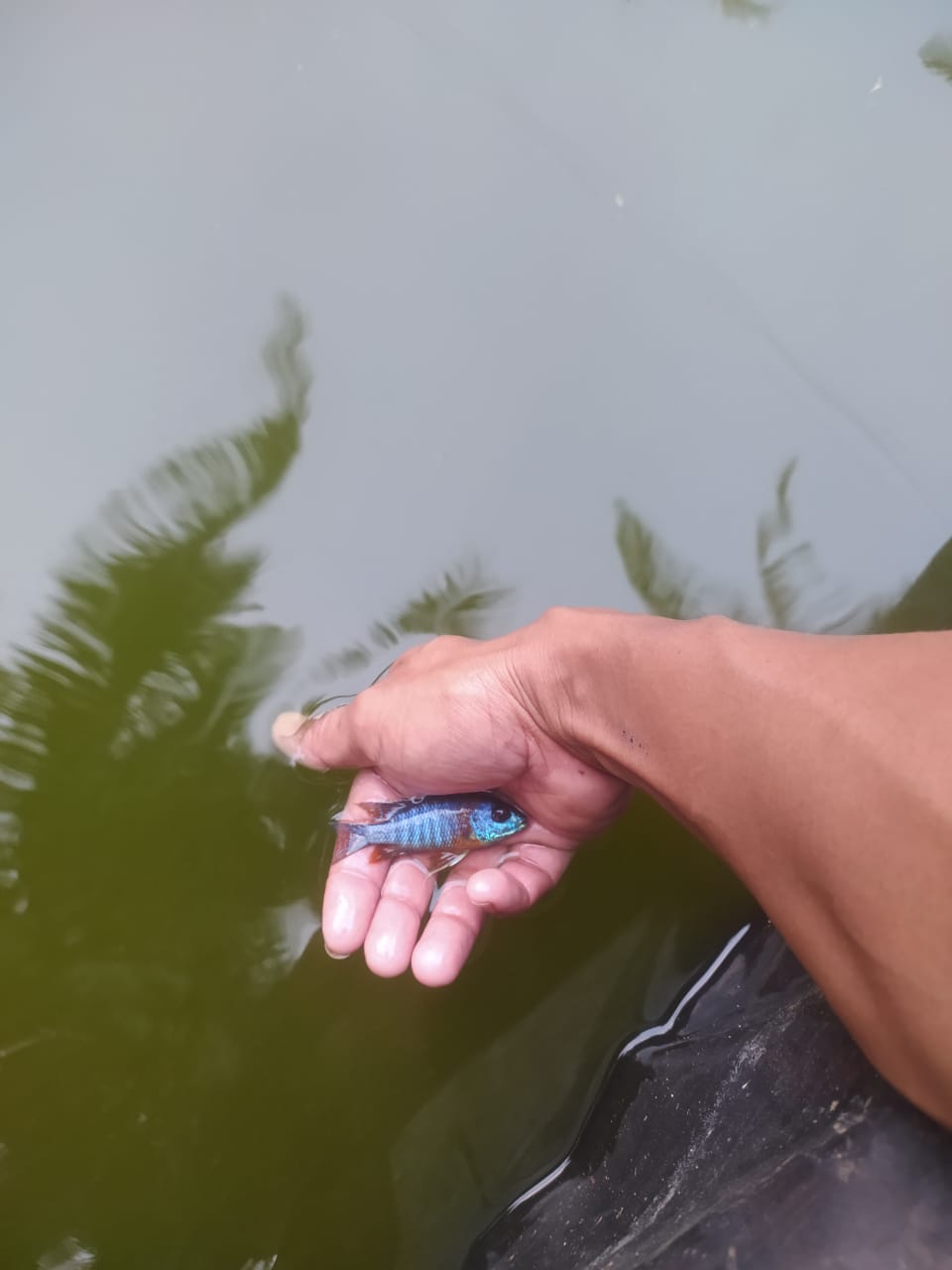 Ikan hias