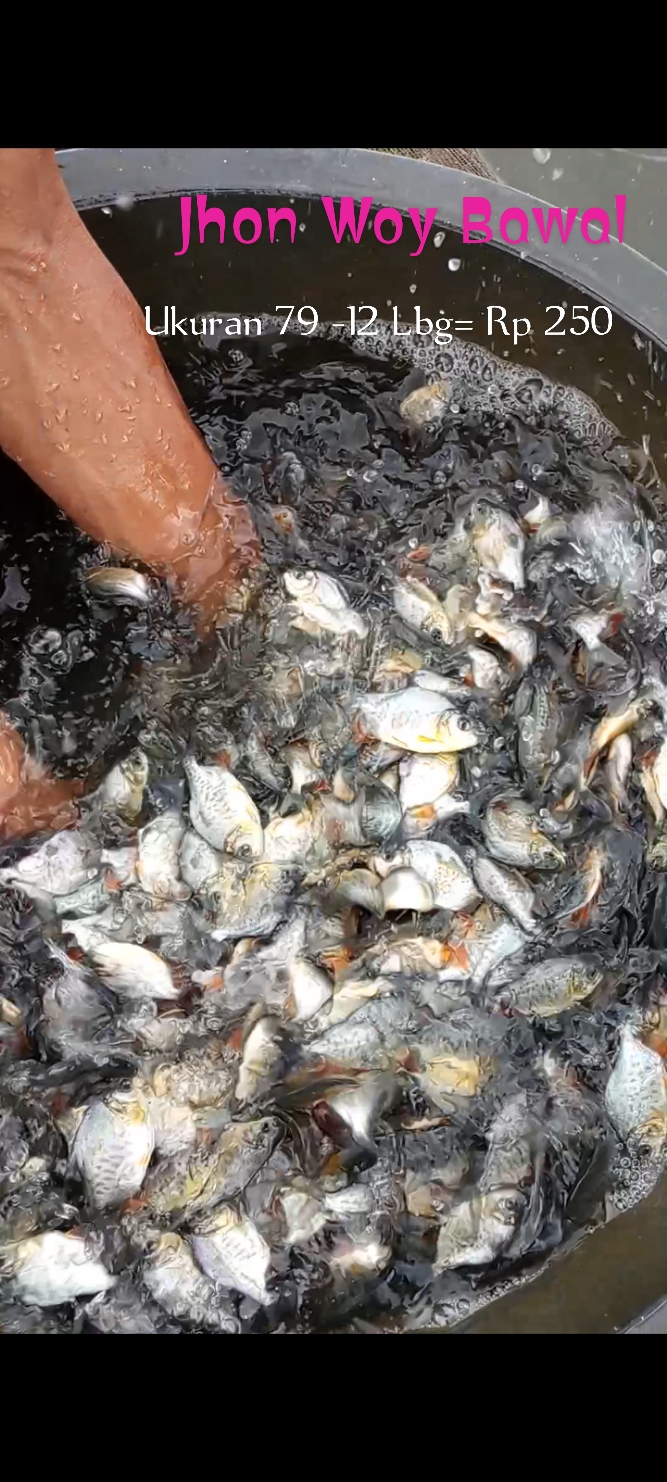 Bibit ikan bawal