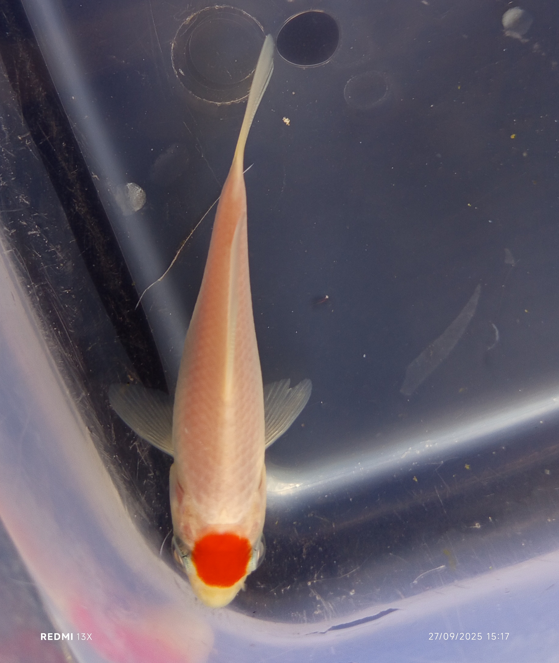 Ikan koi tancho