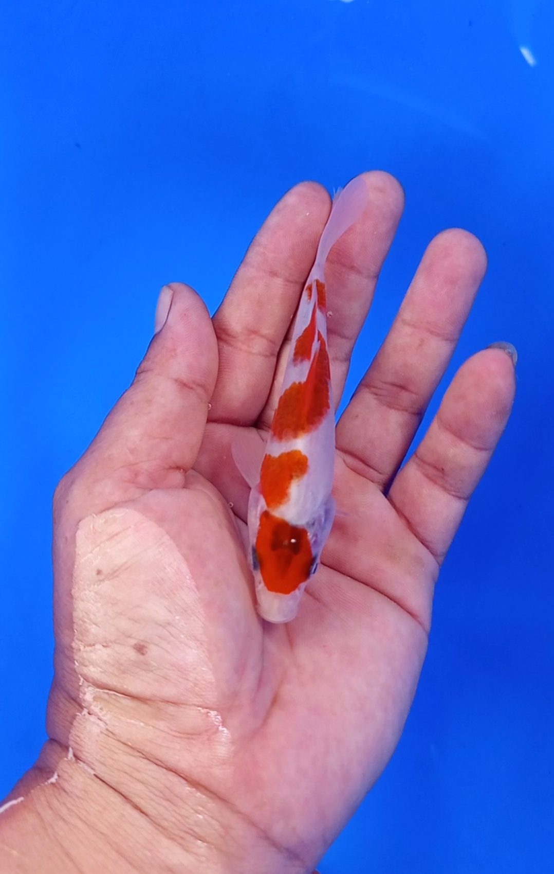 Ikan koi ai koromo