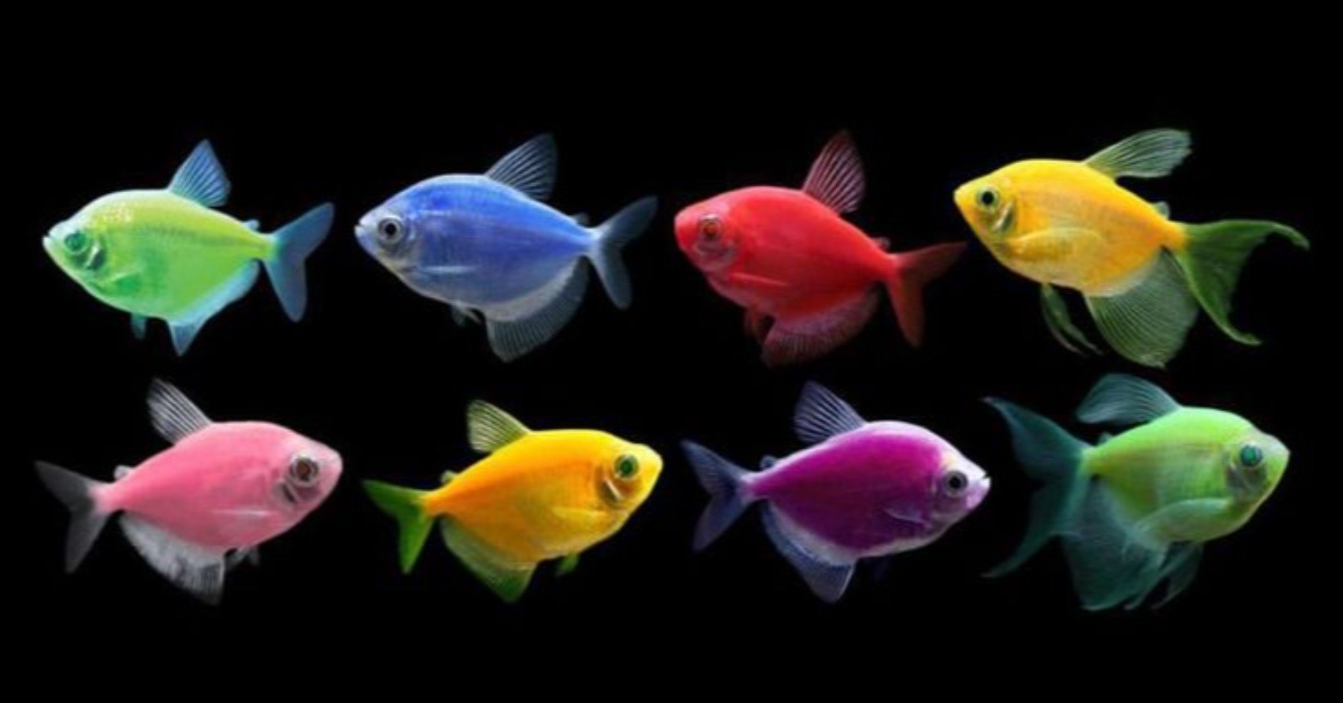 Ikan Glowfish