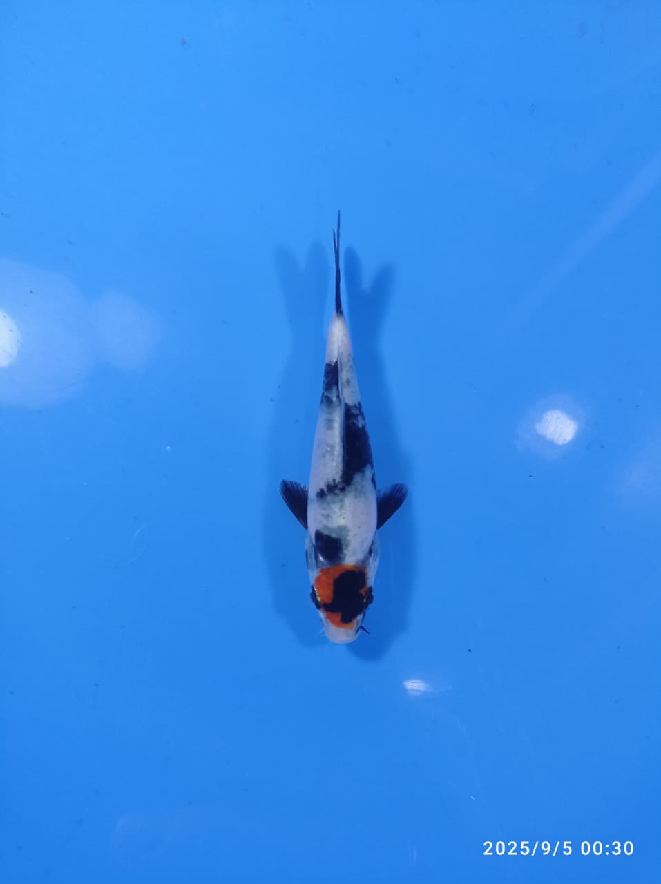 IKAN KOI