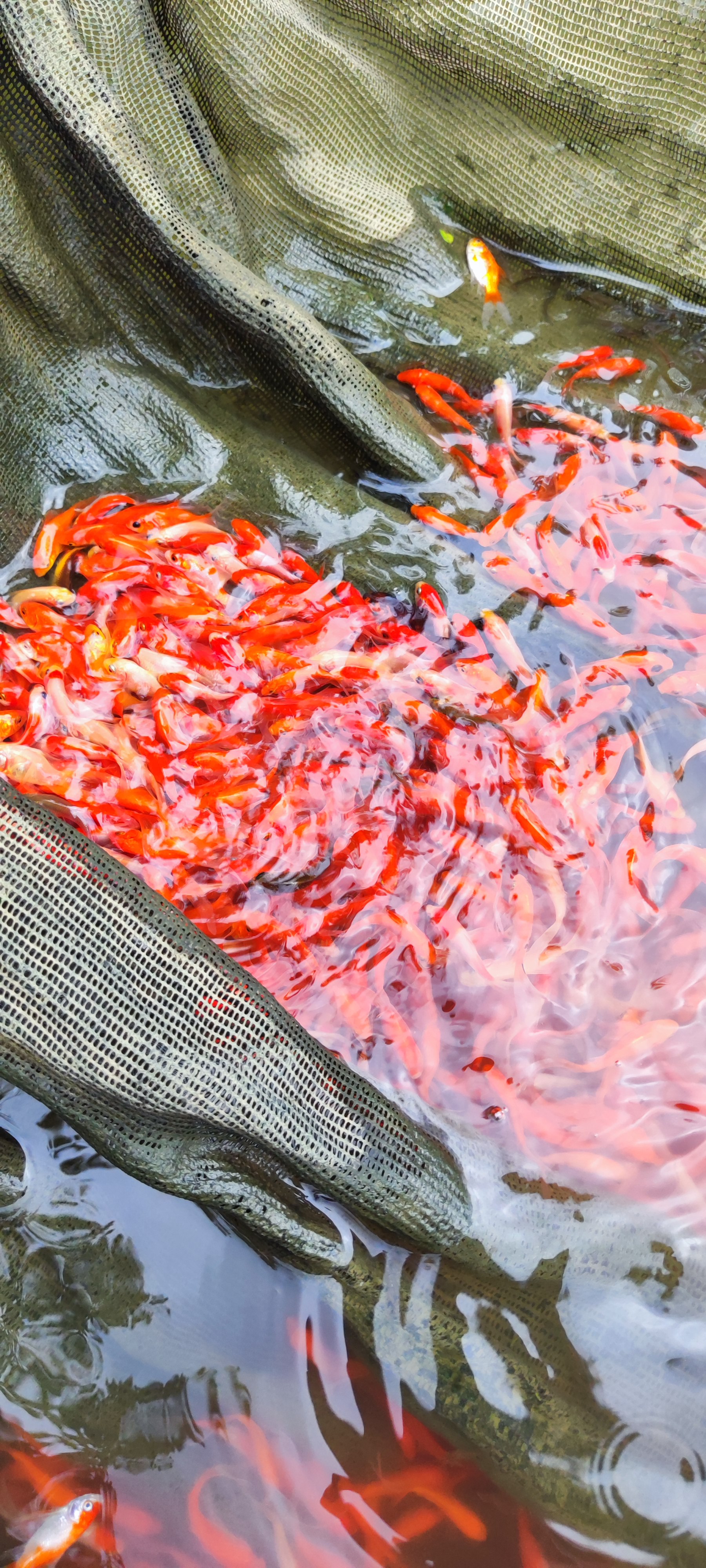 Ikan komet