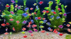 Glow Fish