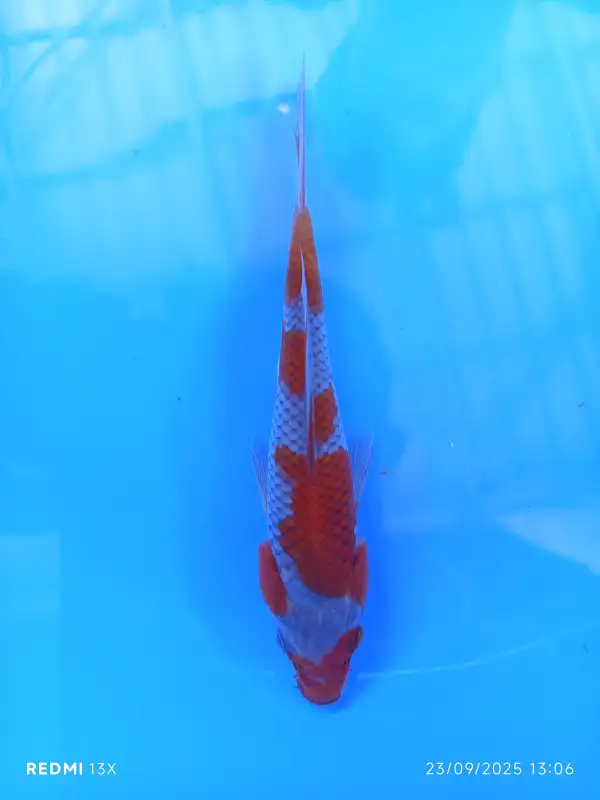 Ikan koi