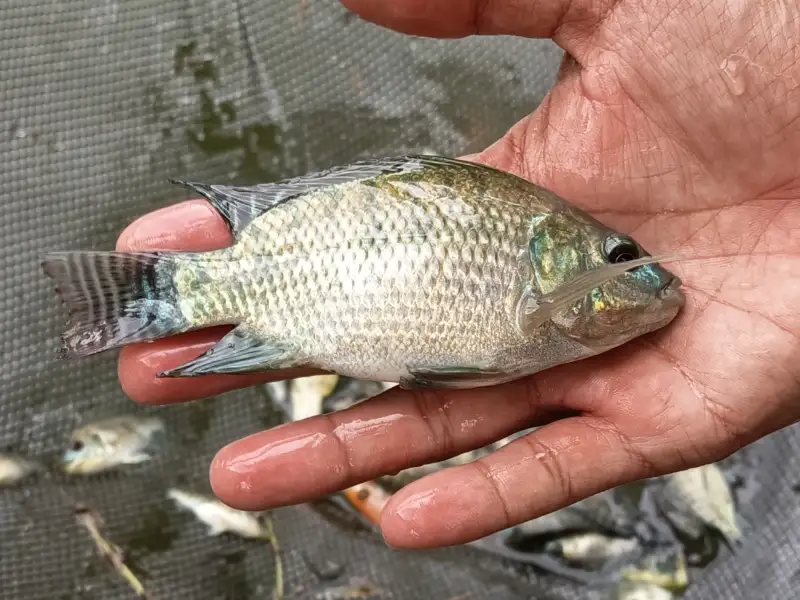 Bibit Ikan Mujair