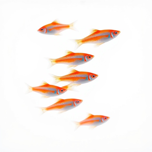 Neon Tetra (7 ekor)